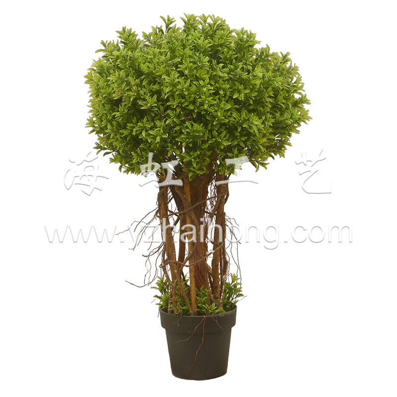小葉女貞樹多桿(90CM)(雙綠) 